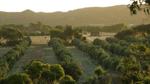 Bentwood Olive Grove Accommodation - New Castle Holiday 4