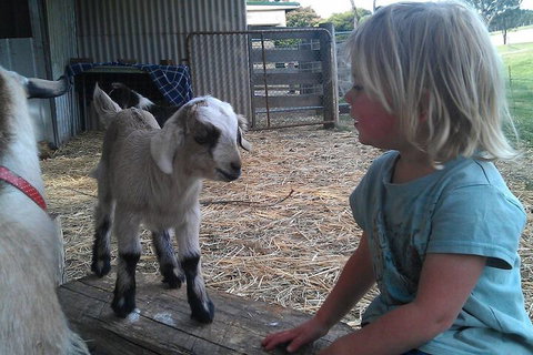 Fernleigh Farmstay & Bike Park - New Castle Holiday 5