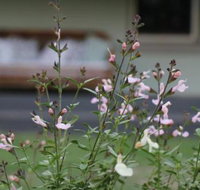 Serendipity on Allyn - New Castle Holiday