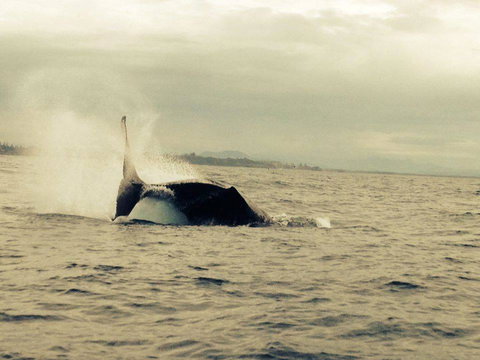 Beachside Backpackers - New Castle Holiday 3