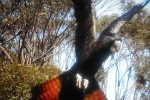 Cooinda Holiday Village - New Castle Holiday 1