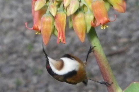 Cooinda Holiday Village - New Castle Holiday 6