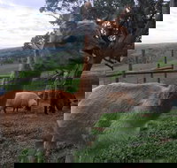 Morella Farm Stay - New Castle Holiday