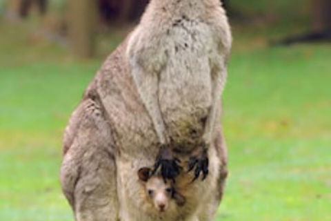 Halls Gap Lakeside Tourist Park - New Castle Holiday 1