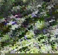 Crater Lakes Rainforest Cottages - New Castle Holiday