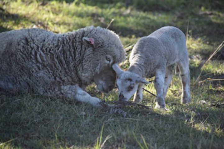 Boyland QLD New Castle Holiday