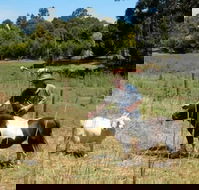 Country Cottages of Bridgetown - New Castle Holiday
