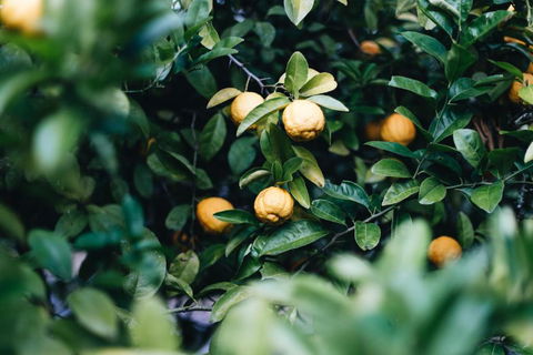 Lemon Tree Cottage Bendeela - New Castle Holiday 3