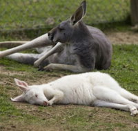 A Twist of Willow - New Castle Holiday