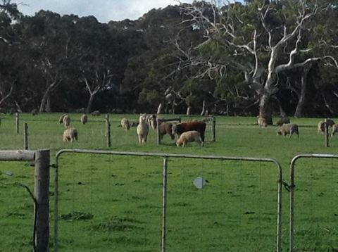 Breakaway Farmstay - New Castle Holiday 1