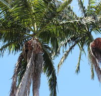 Tri Byron Bay - New Castle Holiday