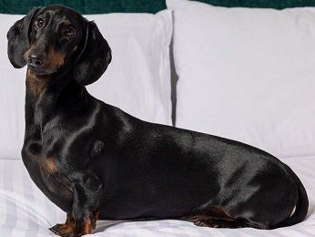 The Sebel Canberra Civic Hotel - New Castle Holiday 14