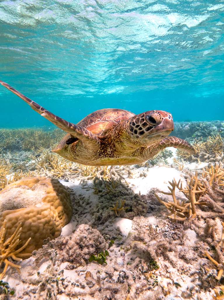 Heron Island QLD New Castle Holiday