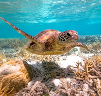 Heron Island Resort - New Castle Holiday