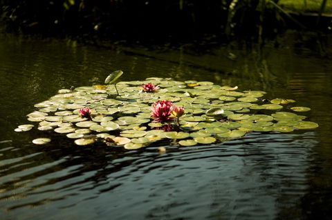 University House - ANU - New Castle Holiday 17