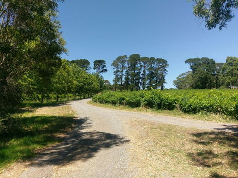 Lost In The Vines - New Castle Holiday 28