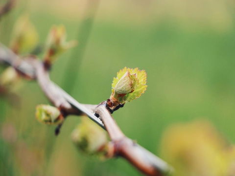 Lost In The Vines - New Castle Holiday 16