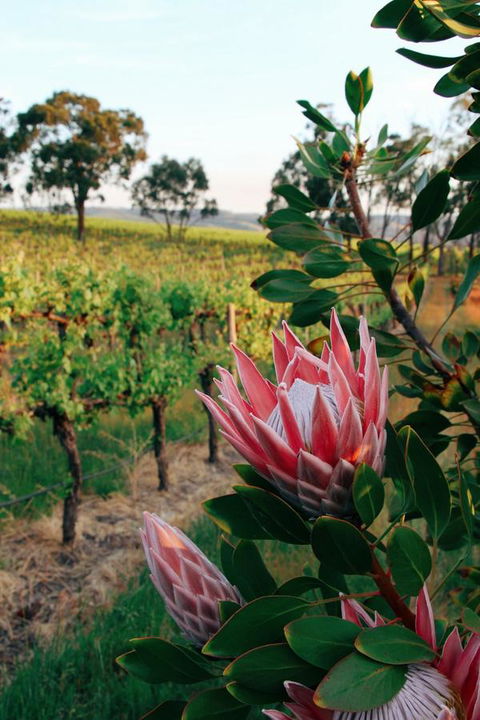 Lost In The Vines - New Castle Holiday 14