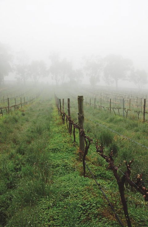 Lost In The Vines - New Castle Holiday 15