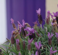 The Purple Door on Seaview - New Castle Holiday