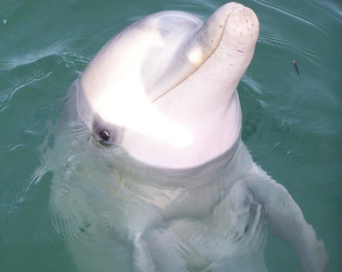 Discovery Parks - Whyalla Foreshore - New Castle Holiday 18