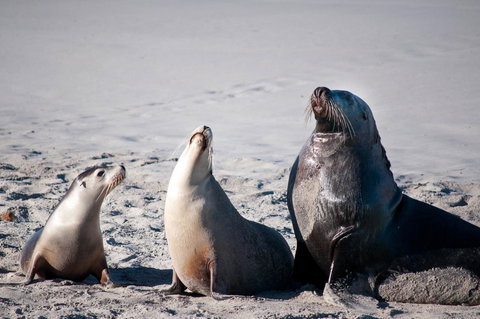 Admirals Inn - New Castle Holiday 39