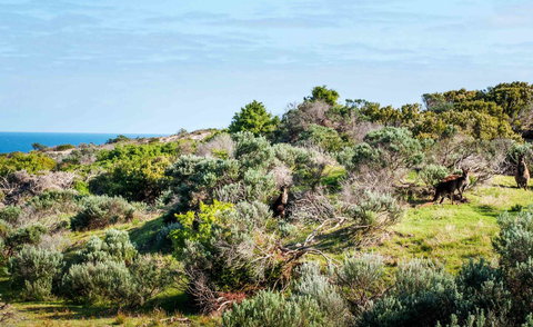 Admirals Inn - New Castle Holiday 36