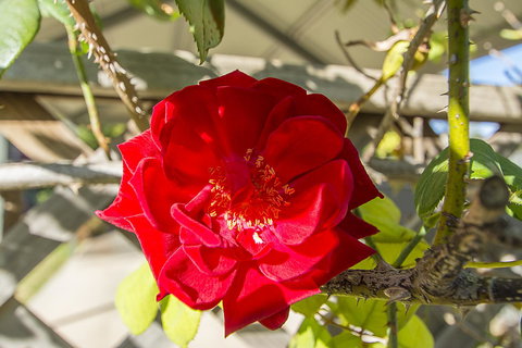 Stoneleigh Cottage Bed And Breakfast - New Castle Holiday 16