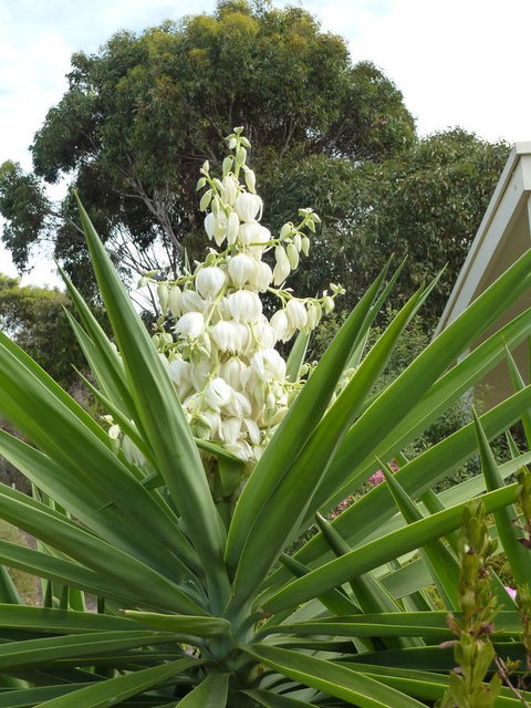 SeaShells Penneshaw - New Castle Holiday 15