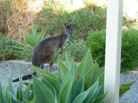 SeaShells Penneshaw - New Castle Holiday 3