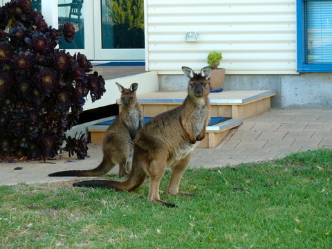 SeaShells Penneshaw - New Castle Holiday 29