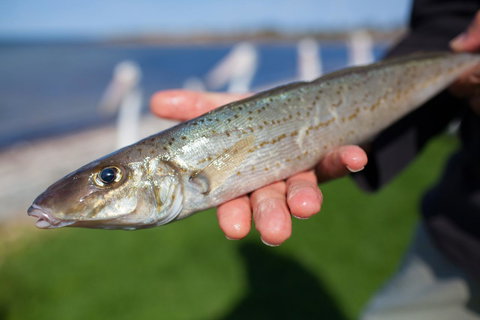 Modra\'s Apartments - New Castle Holiday 18