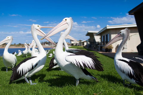 Modra\'s Apartments - New Castle Holiday 13