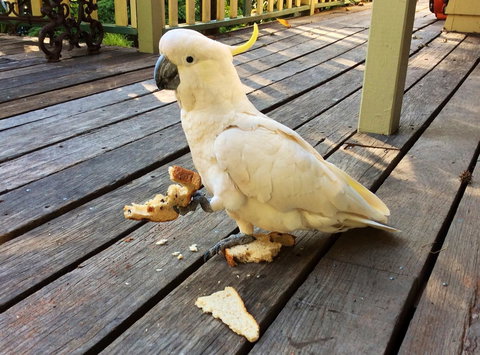 Aldgate Valley Bed And Breakfast - New Castle Holiday 40