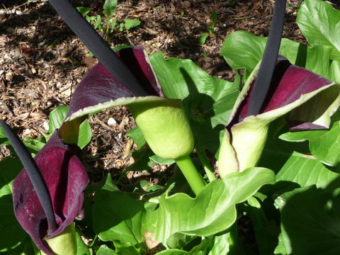 Country Bakehouse Accommodation - New Castle Holiday 19