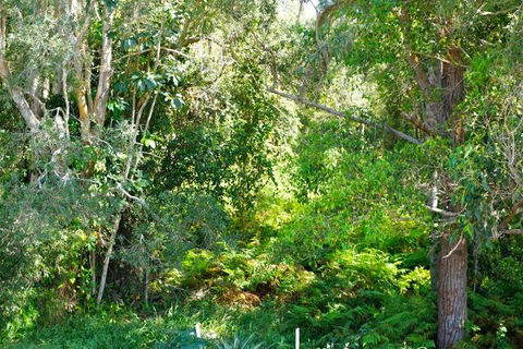 Brunswick Heads Treetop Studio - New Castle Holiday 20