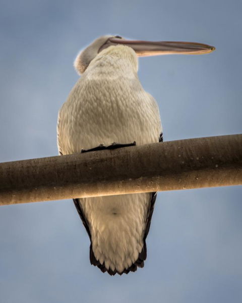 Penthouse On The Promenade - New Castle Holiday 16