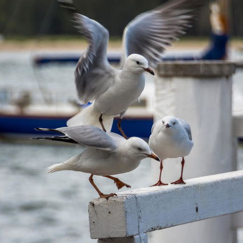 Penthouse On The Promenade - New Castle Holiday 15