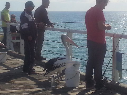 Adelaide Luxury Beach House - New Castle Holiday 24