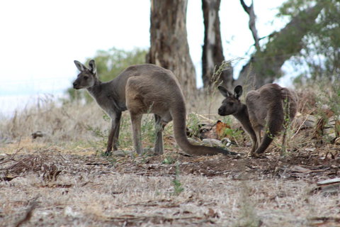 Windmill Cottage - New Castle Holiday 3