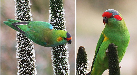 Windmill Cottage - New Castle Holiday 12