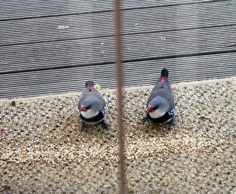 Windmill Cottage - New Castle Holiday 13