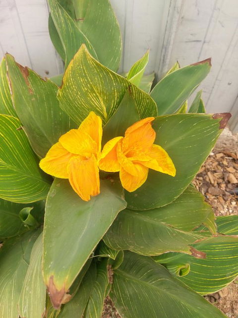 Desert Gum Retreat Gough St - New Castle Holiday 20