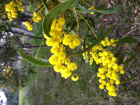 Clare Valley Cabins - New Castle Holiday 31
