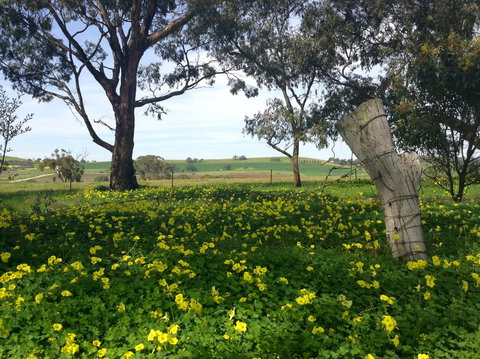 Clare Valley Cabins - New Castle Holiday 14