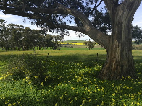Clare Valley Cabins - New Castle Holiday 1