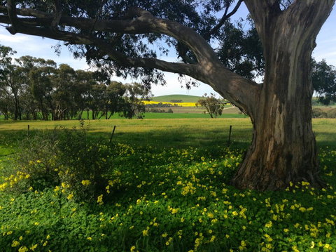 Clare Valley Cabins - New Castle Holiday 21