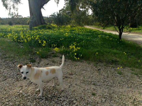 Clare Valley Cabins - New Castle Holiday 12