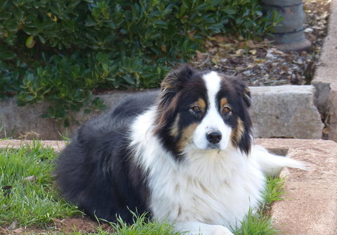 Andy\'s Accommodation - New Castle Holiday 17