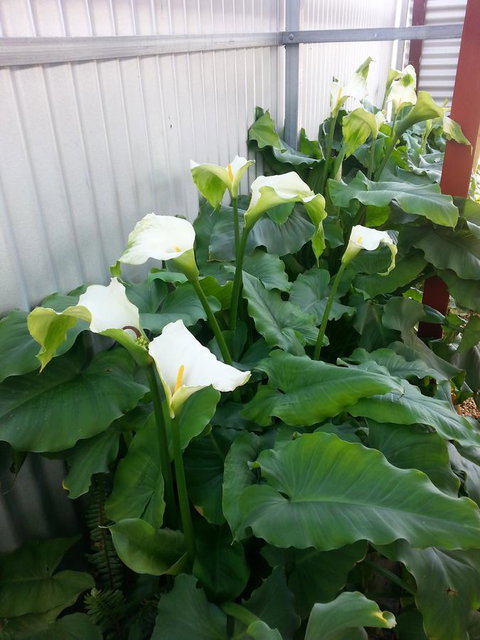 Addies Place Goolwa - New Castle Holiday 11